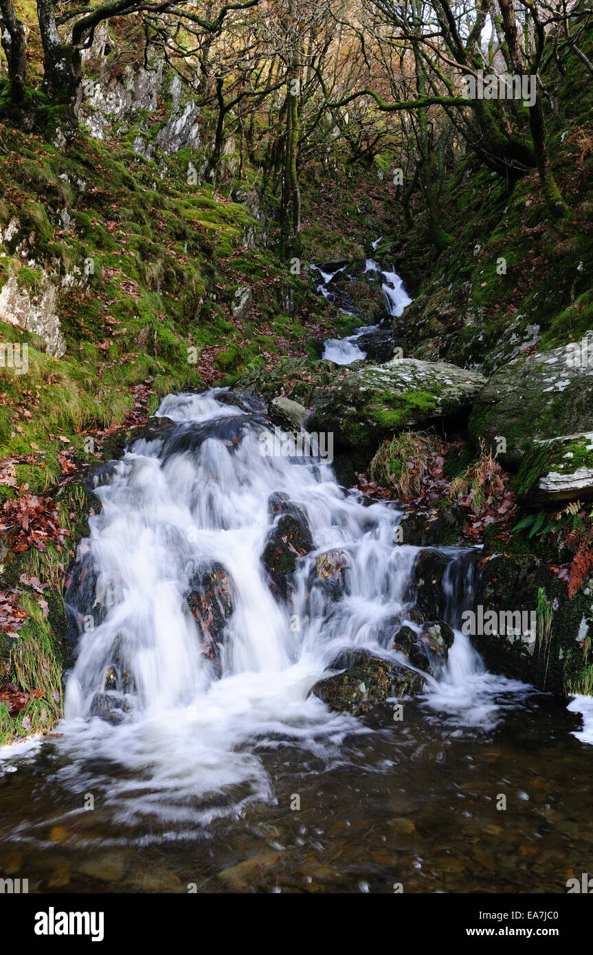 Kleiner Wasserfall aus einem Gebirgsbach Elan Tal Rhayader Powys Wales Cymru UK GB Stockfoto