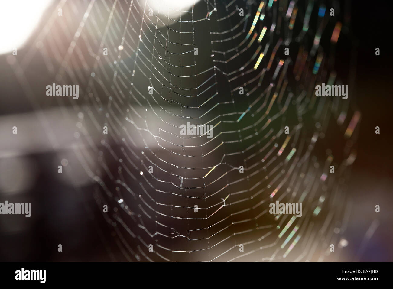 Nahaufnahme von einem Spinnennetz vor dunklem Hintergrund Stockfoto