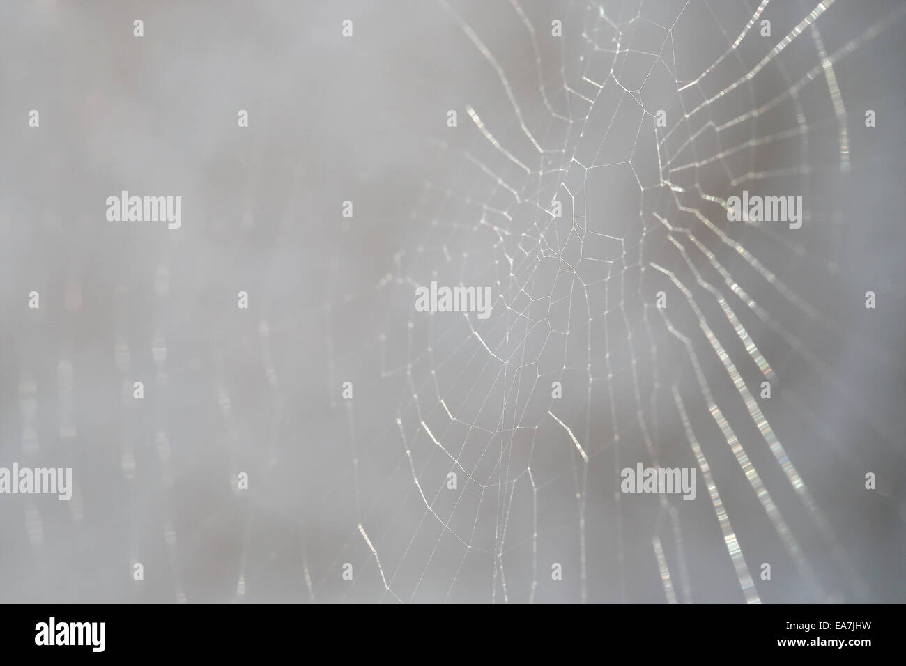 Nahaufnahme von einem Spinnennetz vor grauem Hintergrund Stockfoto