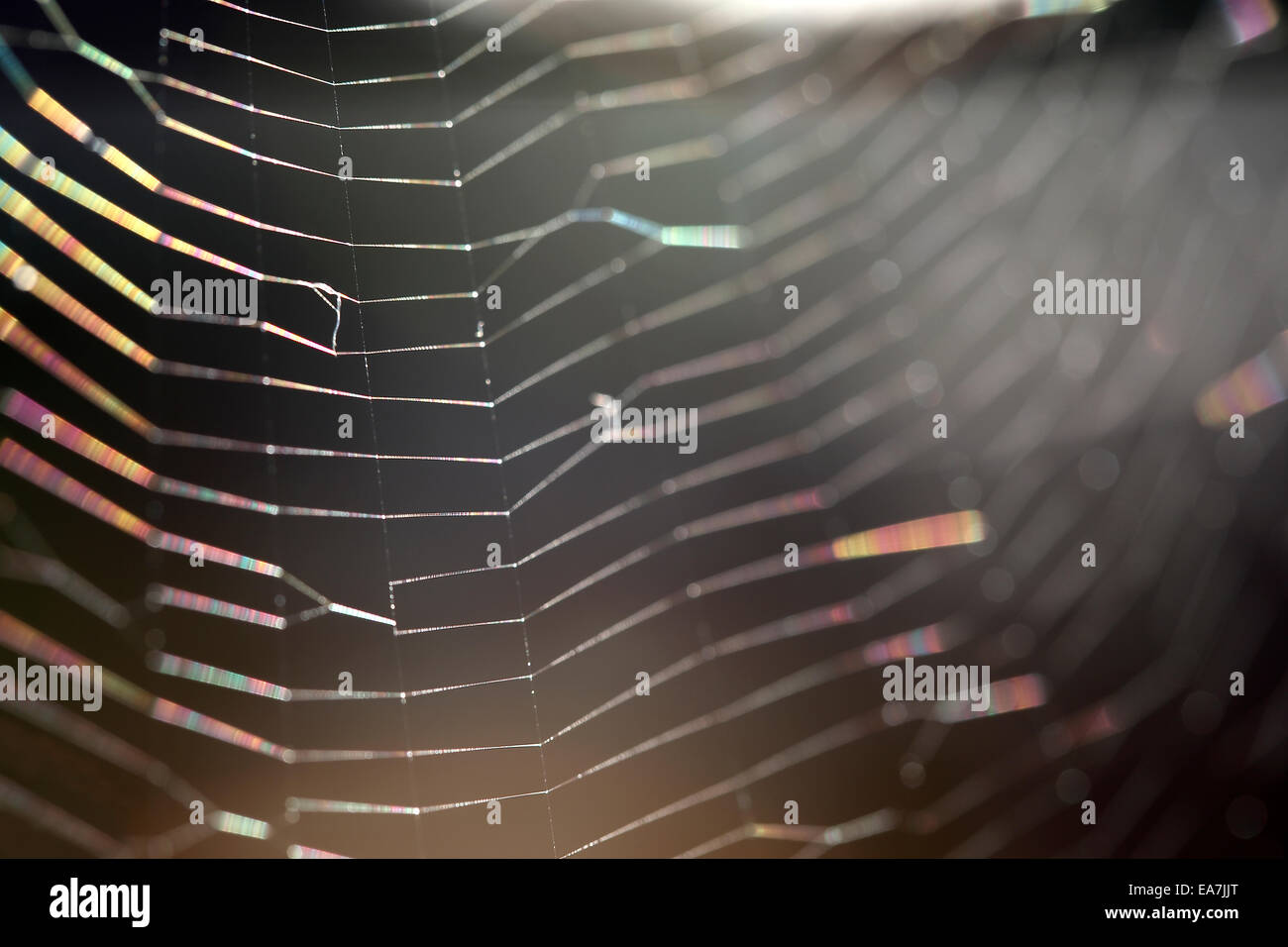 Nahaufnahme von einem Spinnennetz vor dunklem Hintergrund Stockfoto