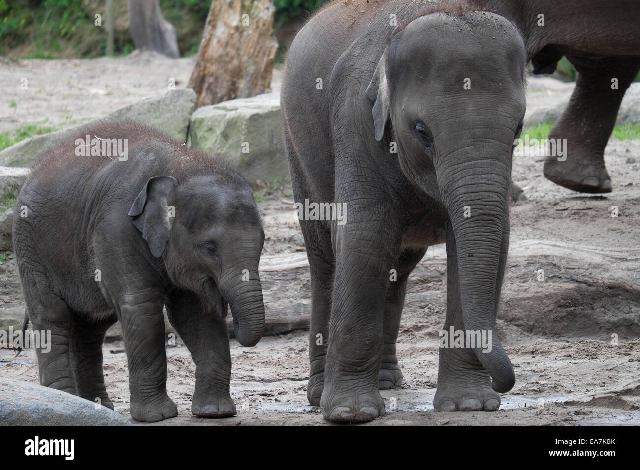 Elefanten im zoo Stockfoto