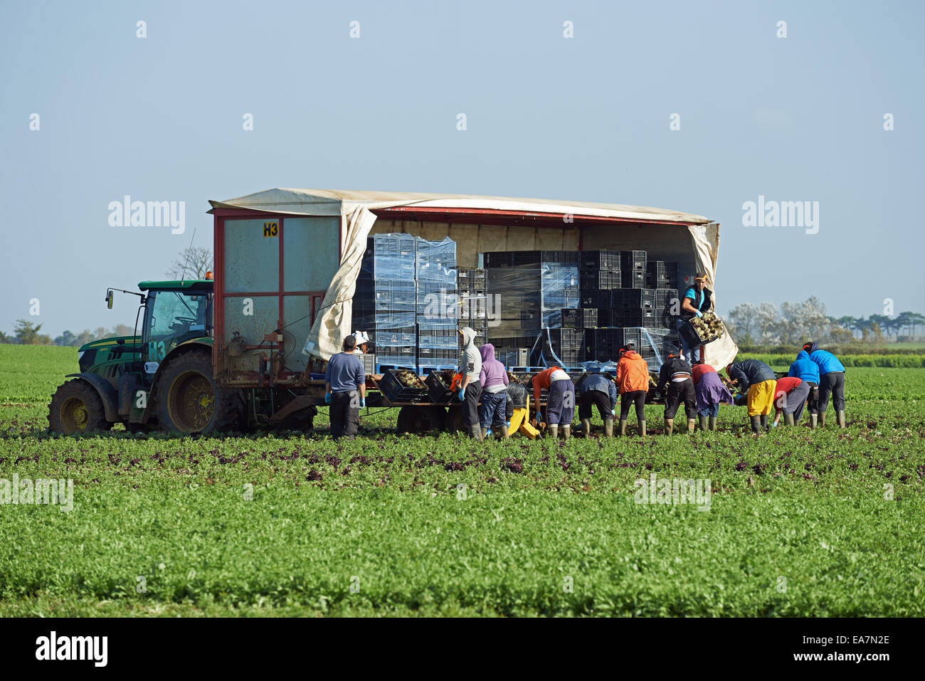 Arbeitsmigranten aus Osteuropa Ernte Salate, Bawdsey, Suffolk, UK. Stockfoto