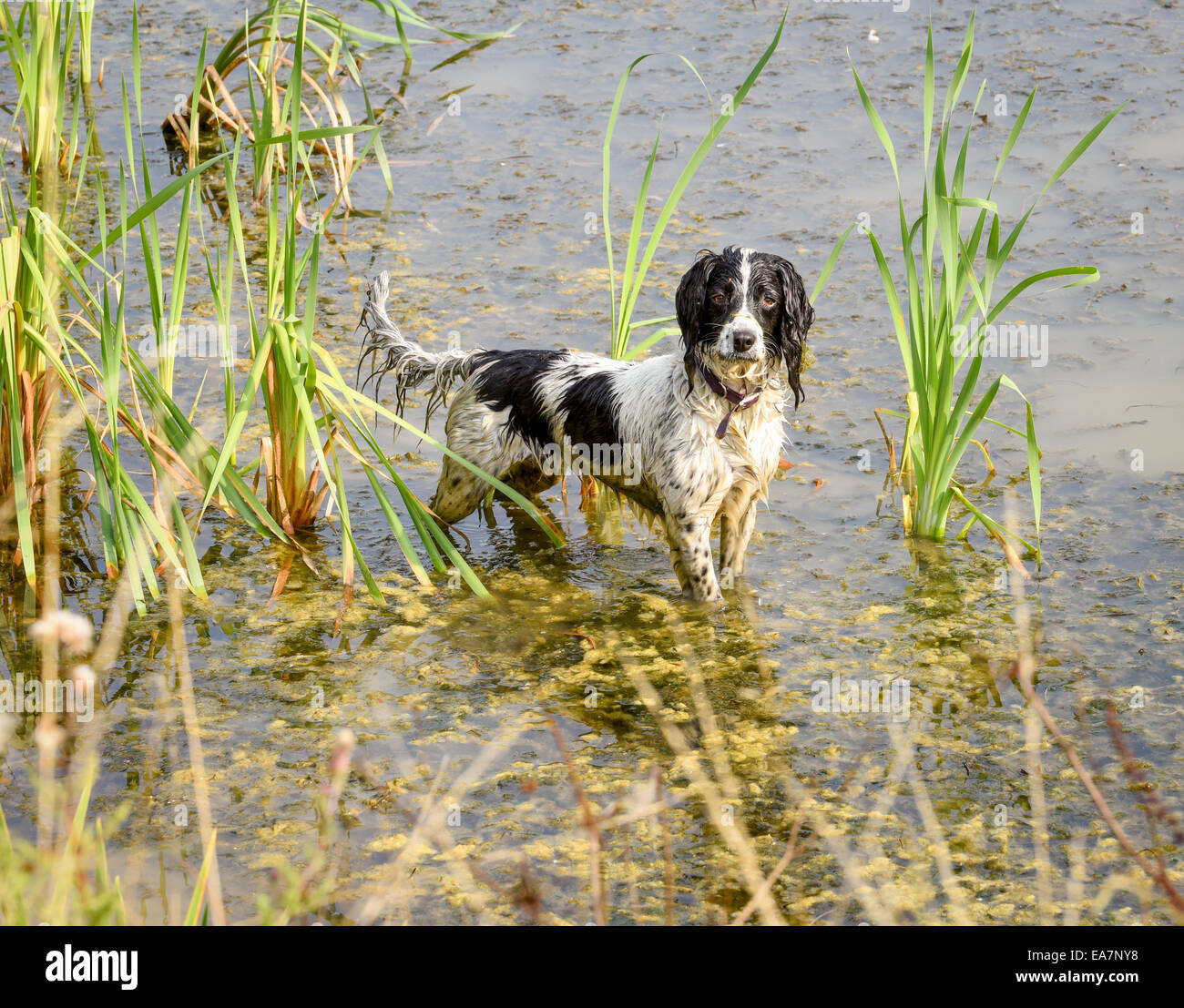 Ein nasser Springer Spaniel im flachen Wasser Wedeln mit dem Schwanz. Stockfoto