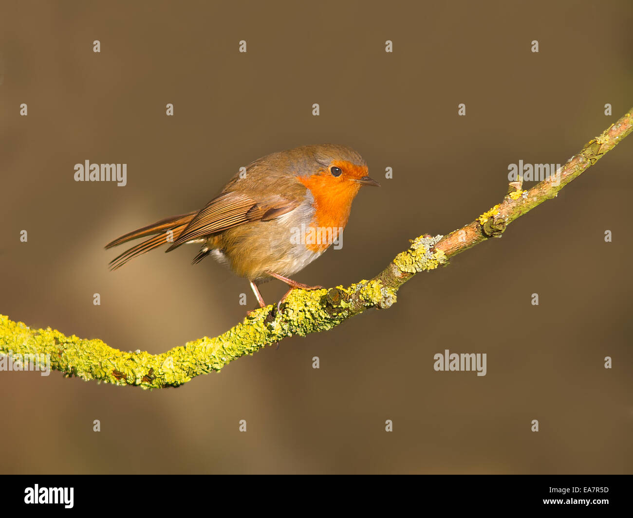 Robin thront auf einem Ast. Stockfoto Robin thront auf einem Ast. Stockfoto