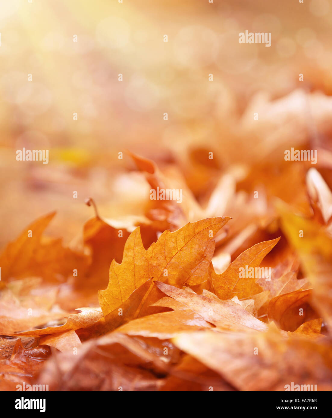 Trockenes Laub auf dem Boden, abstrakte Herbst Hintergrund, alte goldene Ahornblätter, Weichzeichner, Herbst-Saison-Konzept Stockfoto