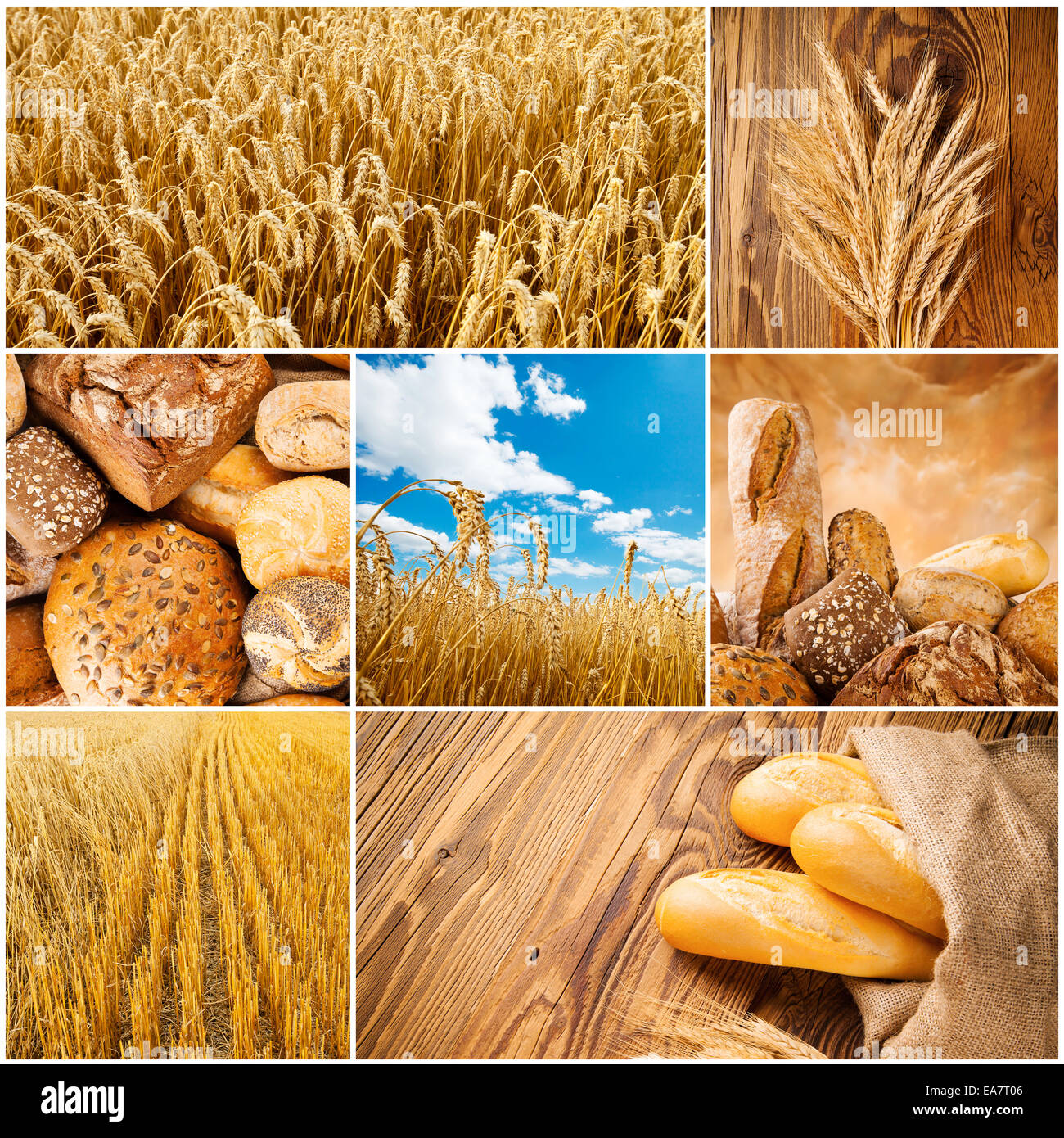 Konzept des Weizen-Zyklus. Feld, ernten und Produkte Stockfoto