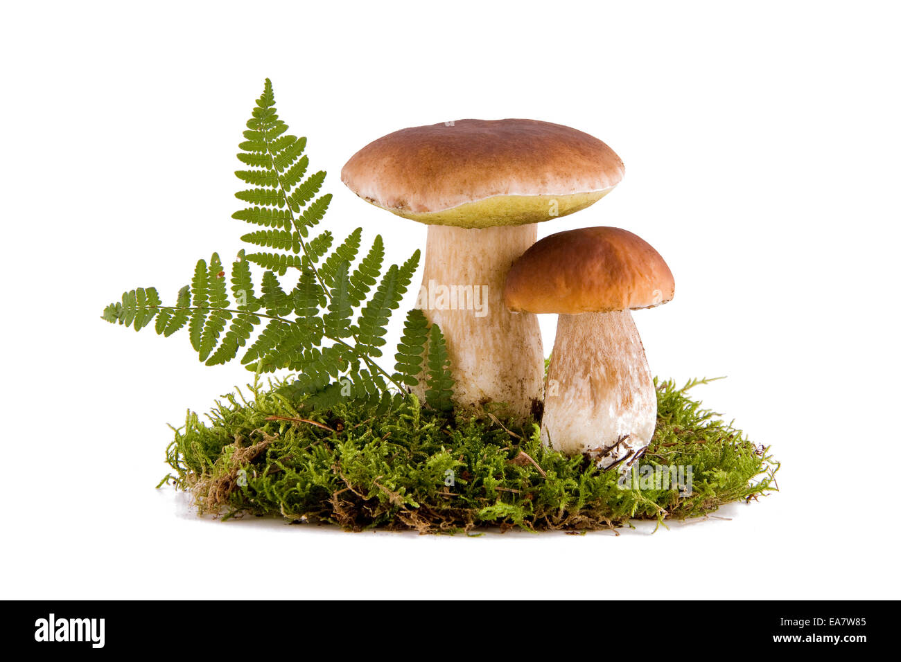 Zwei frische Steinpilze in ein grünes Moos isoliert auf weißem Hintergrund Stockfoto