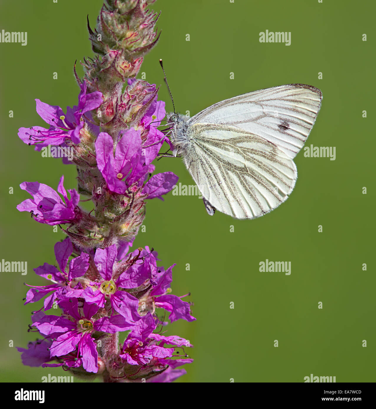 Grün-Veined weiß Schmetterling Fütterung auf eine Wildblume. Stockfoto Grün-Veined weiß Schmetterling Fütterung auf eine Wildblume. Stockfoto