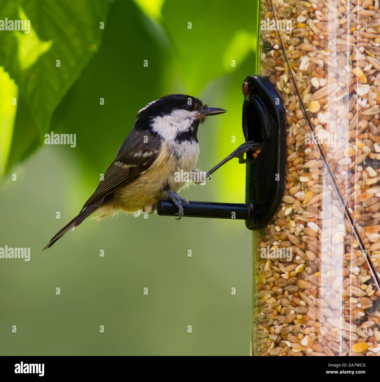 Kohle, Tit Fütterung. Stockfoto Kohle, Tit Fütterung. Stockfoto