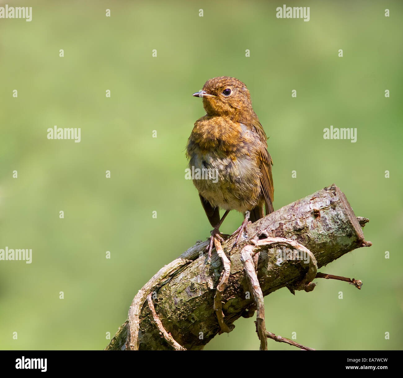 Eine junge Robin gerade erst anfangen, seine Erwachsene Farben thront auf einem Baumstamm. Stockfoto Eine junge Robin gerade erst anfangen, seine Erwachsene Farben thront auf einem Baumstamm. Stockfoto