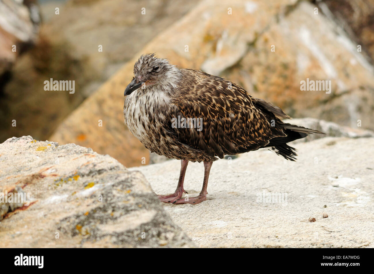Gelb-legged Möve Küken (Larus Michahellis) Stockfoto