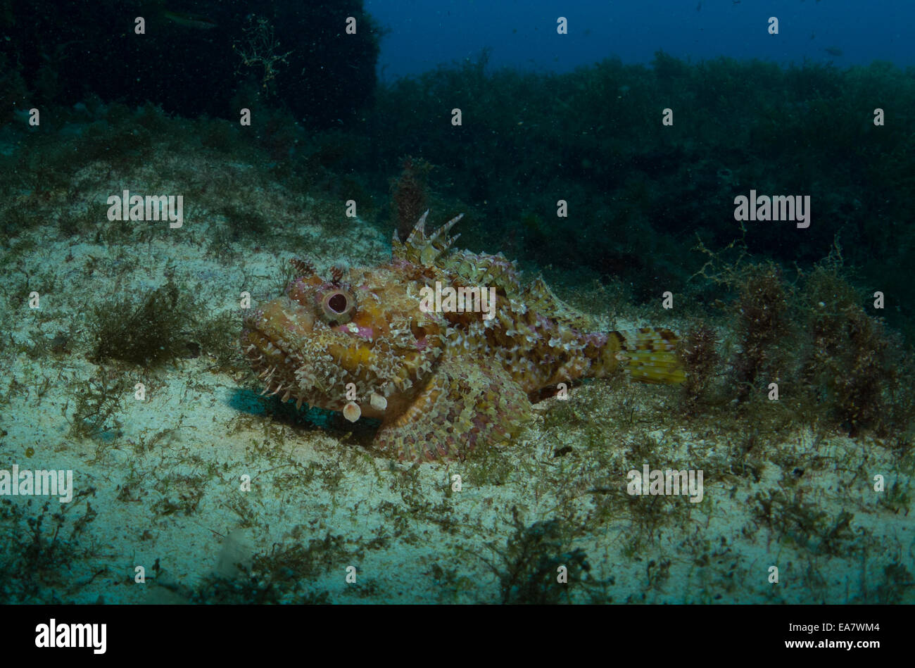 Red Scorpion Fish, Scorpaena Scrofa, in Malta, Mittelmeer genommen. Stockfoto