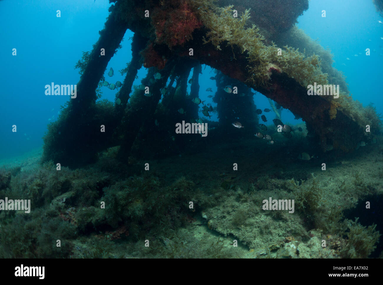 Das Wrack der HMS Maori außerhalb Grand Harbour in Valletta, Malta Mittelmeer zu fotografieren. Stockfoto