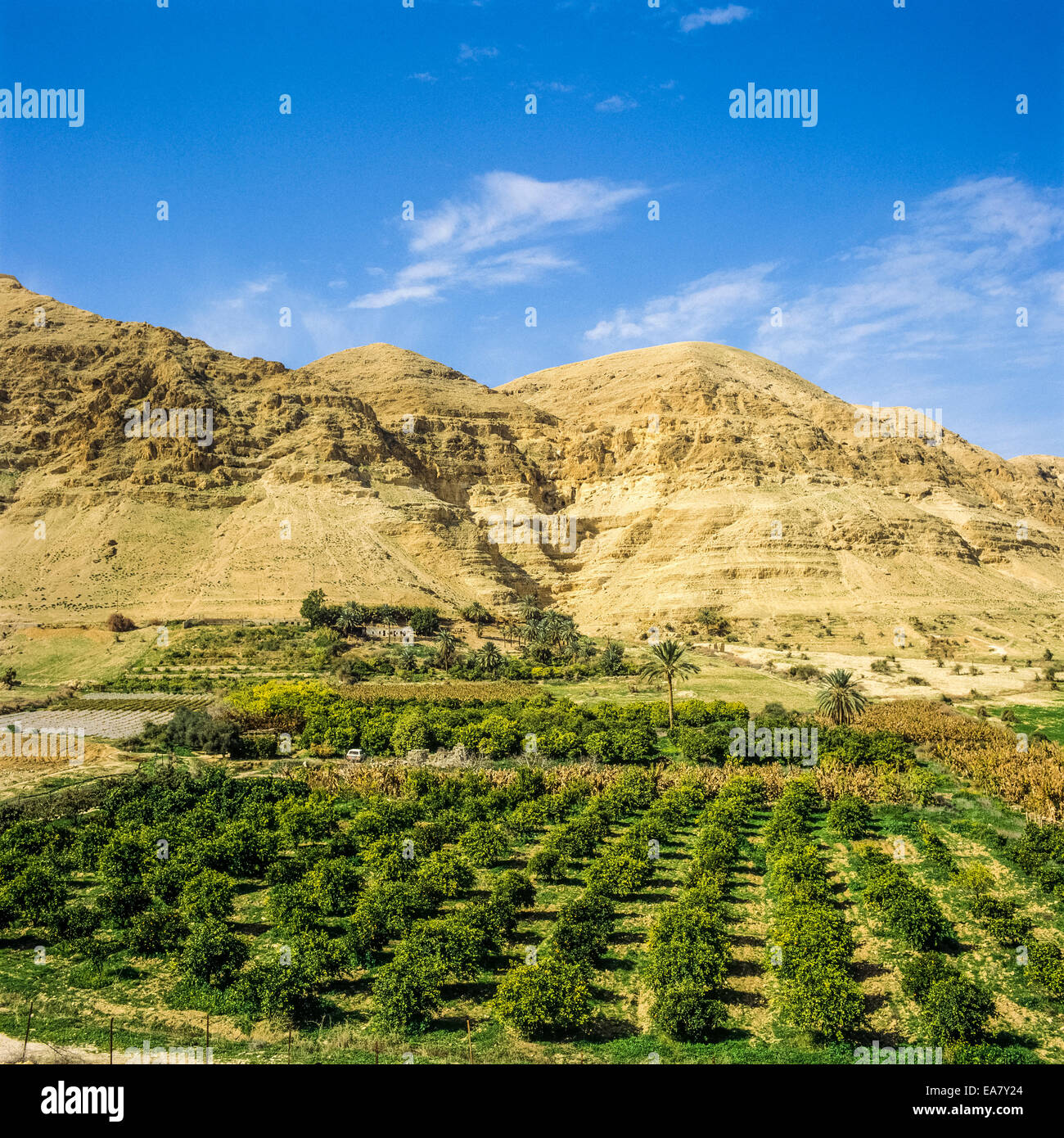 Orangenhain in der Nähe von Jericho und judäischen Hügeln Israel Stockfoto