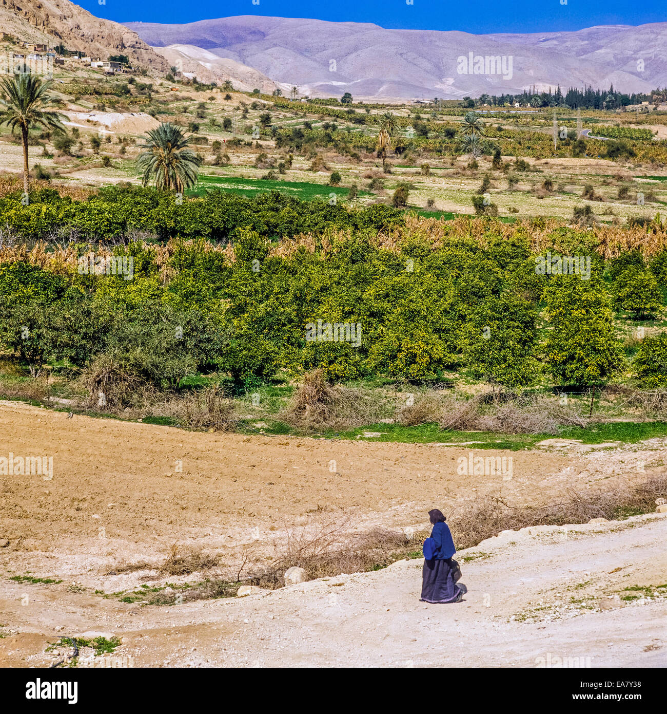 Orangenhain in der Nähe von Jericho und judäischen Hügeln Israel Stockfoto