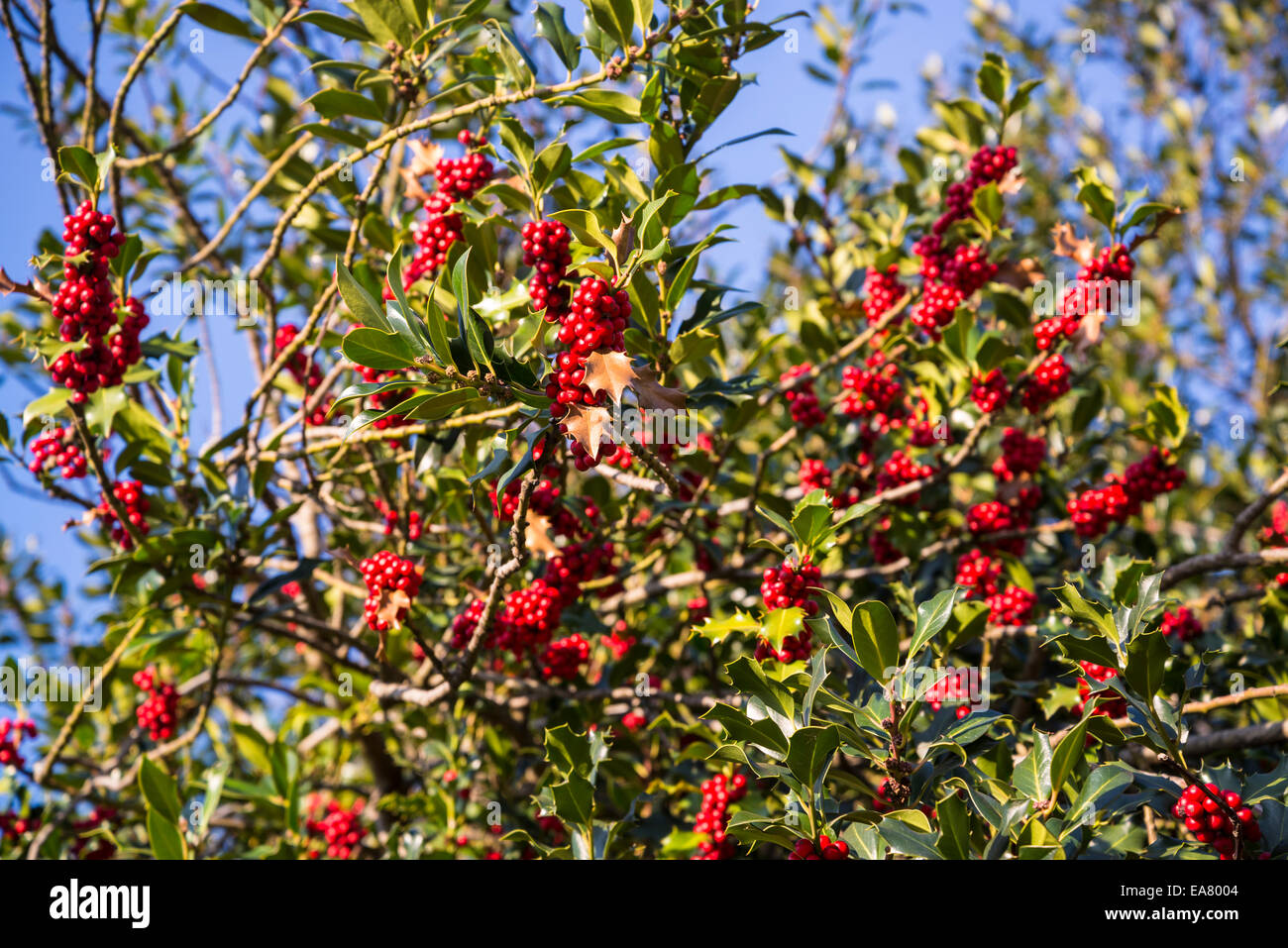 Rote Beeren, Stechpalme (Ilex Aquifolium) Blätter und Früchte Stockfoto