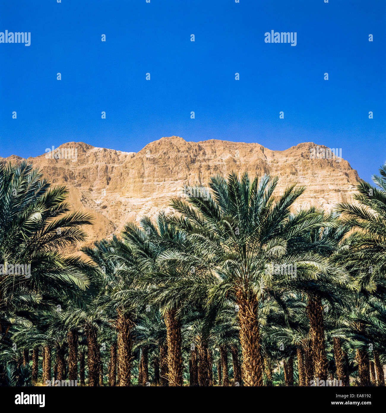 Judäische berge -Fotos und -Bildmaterial in hoher Auflösung – Alamy