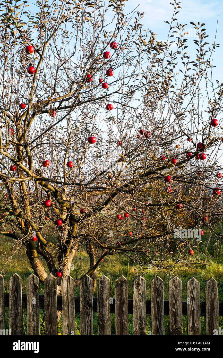Baum mit roten Äpfeln, Polen Stockfoto