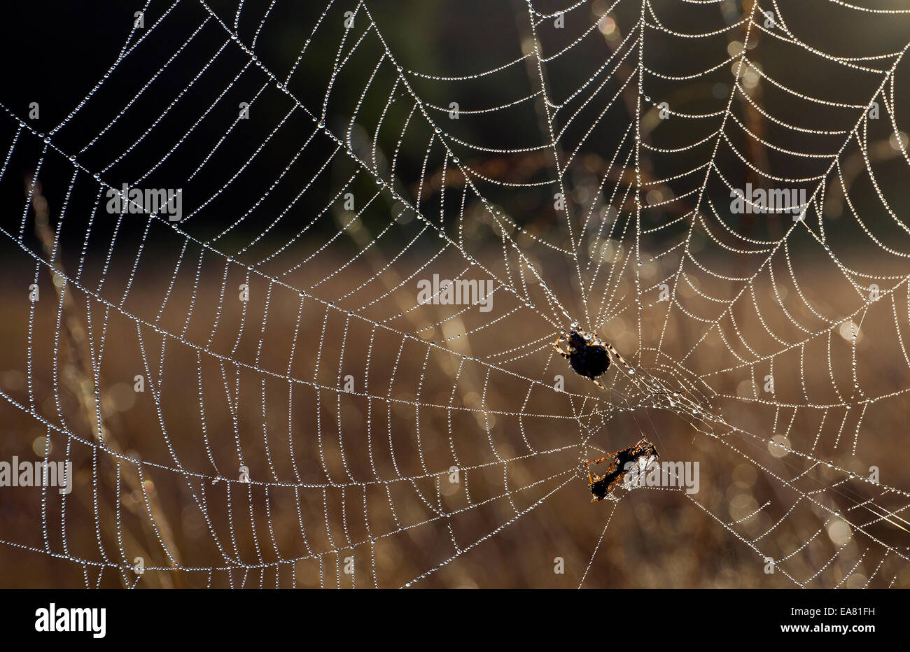Spinnen-Netz mit Spinne, Beute gefangen im Web am Cannock Chase Stockfoto