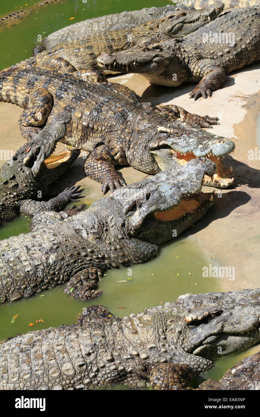 Krokodile im Wasser. Krokodilfarm in Bangkok, Thailand Stockfoto