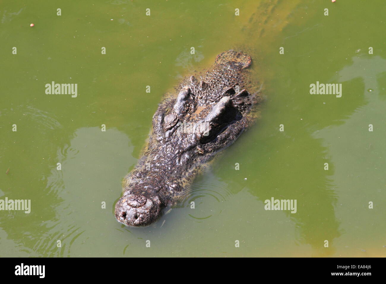 Krokodil im Wasser. Krokodilfarm in Bangkok, Thailand Stockfoto