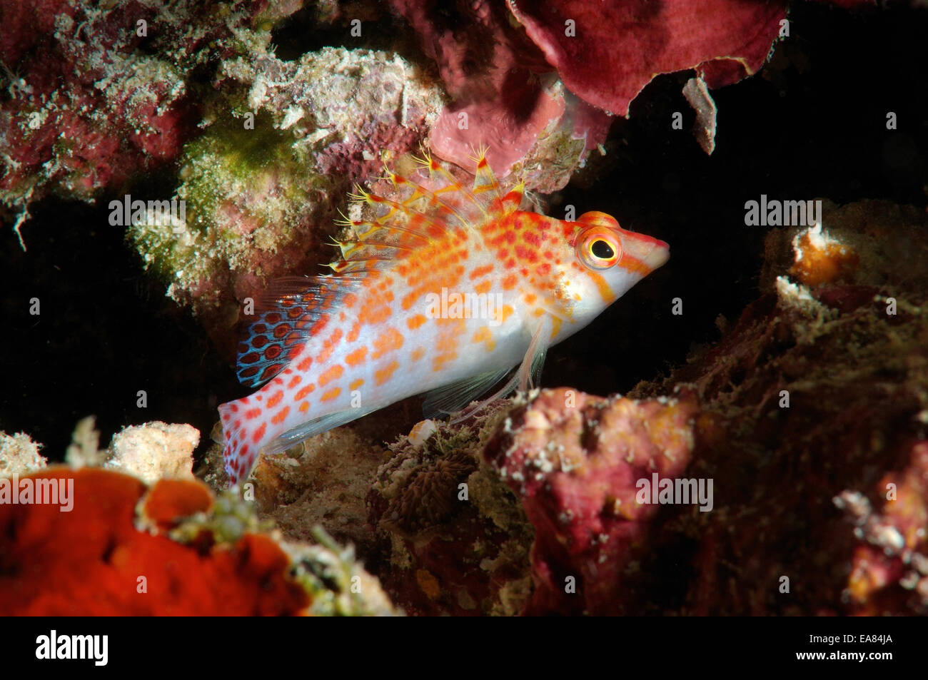 Zwerg (Cirrhitichthys Falco) Hawkfish Bohol Sea, Philippinen, Südostasien Stockfoto
