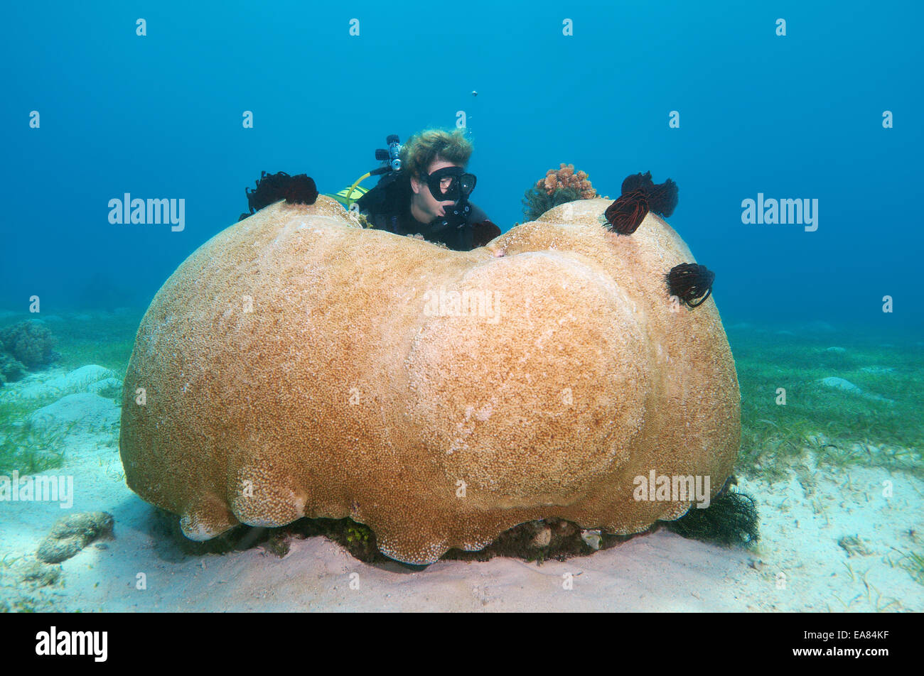 Weibliche Taucher mit Blick auf eine riesige Stony Coral (Scleractinia) Bohol Sea, Philippinen, Südostasien Stockfoto