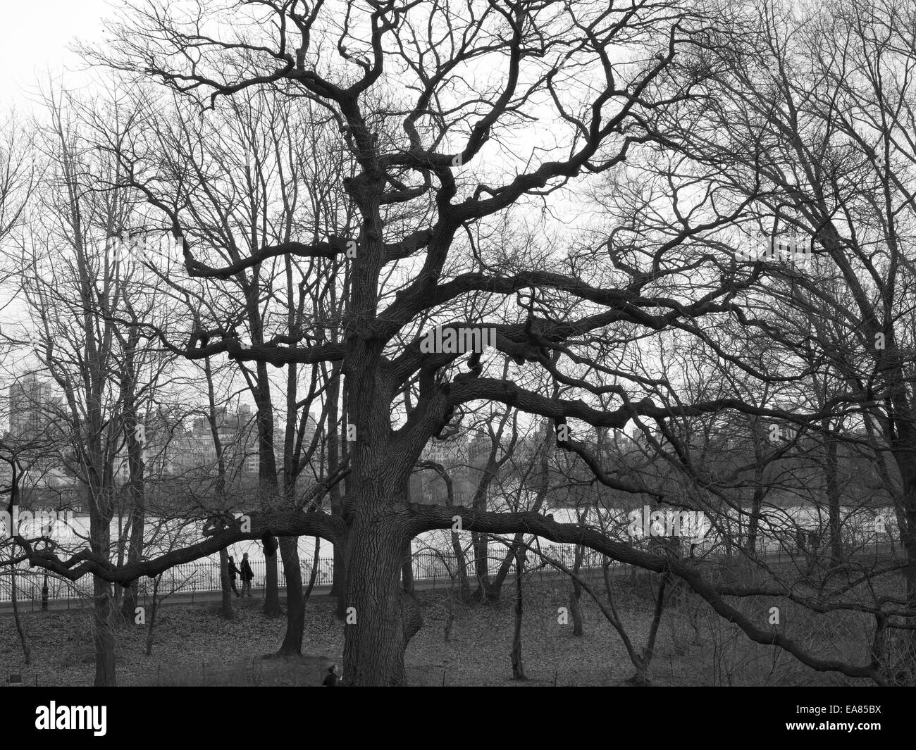 Bäume im Winter im Central park Stockfoto