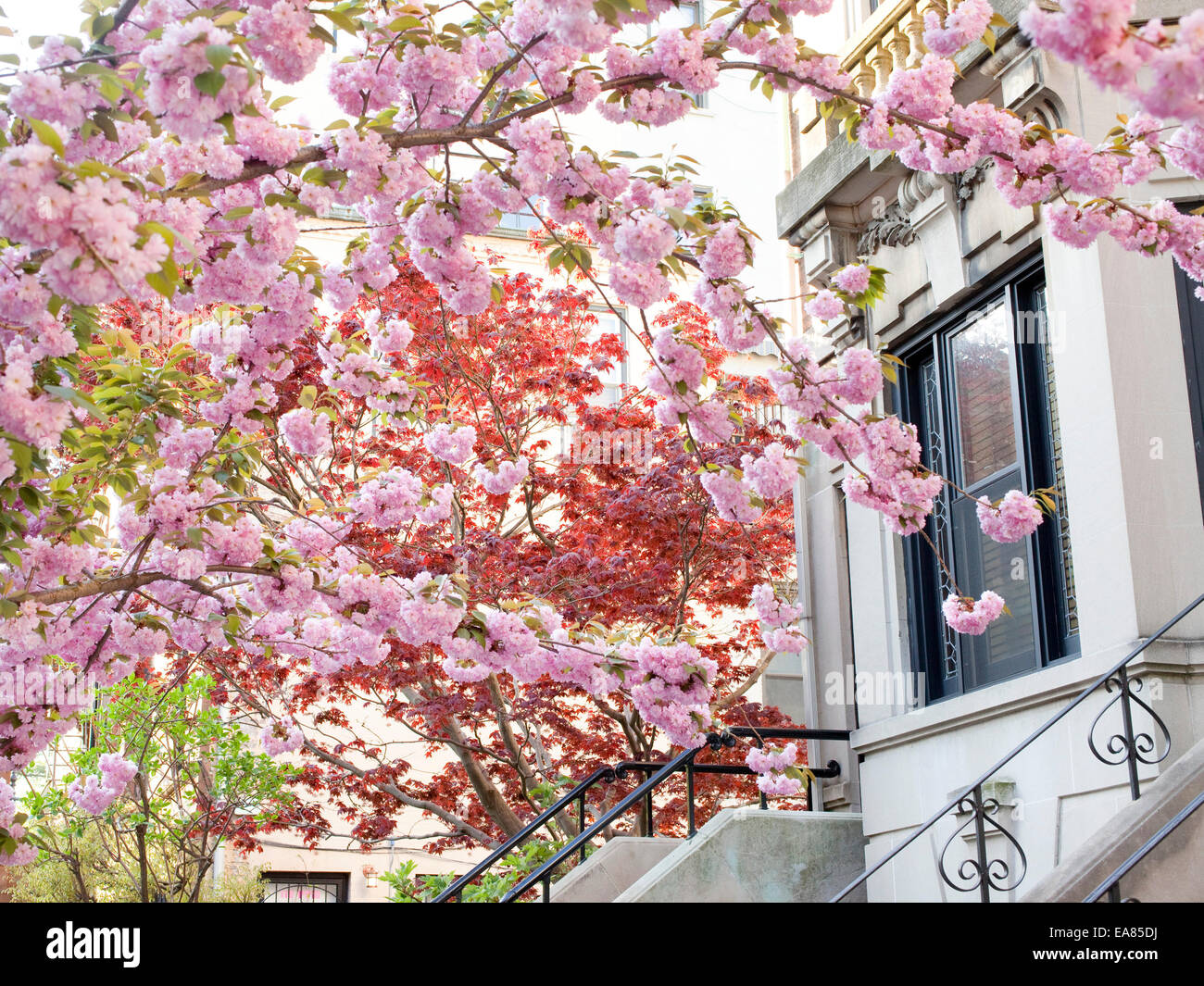 Kirschblüten und japanischer Ahorn in Brooklyn Straße im Frühjahr Stockfoto