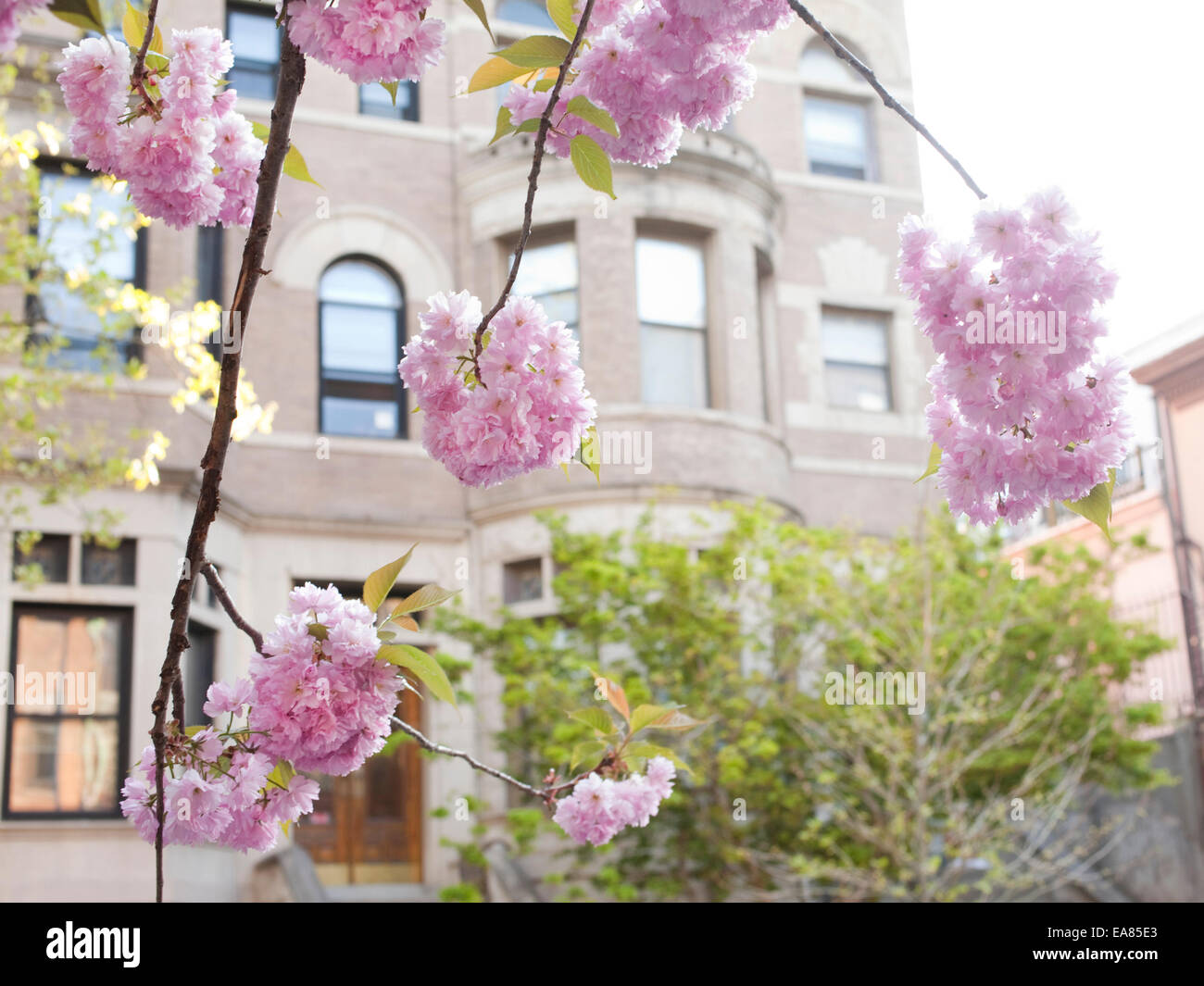 Kirschblüten in Brooklyn Straße Stockfoto