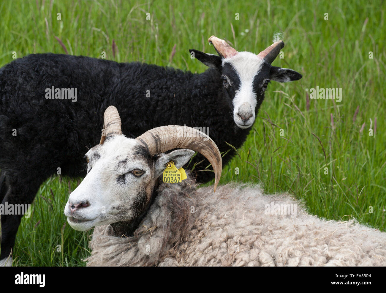 Altes Schaf, junges Lamm. Eine ältere gehörnte Schafe mit einem jüngeren Tier, hat Hörner sprießen gerade. Stockfoto