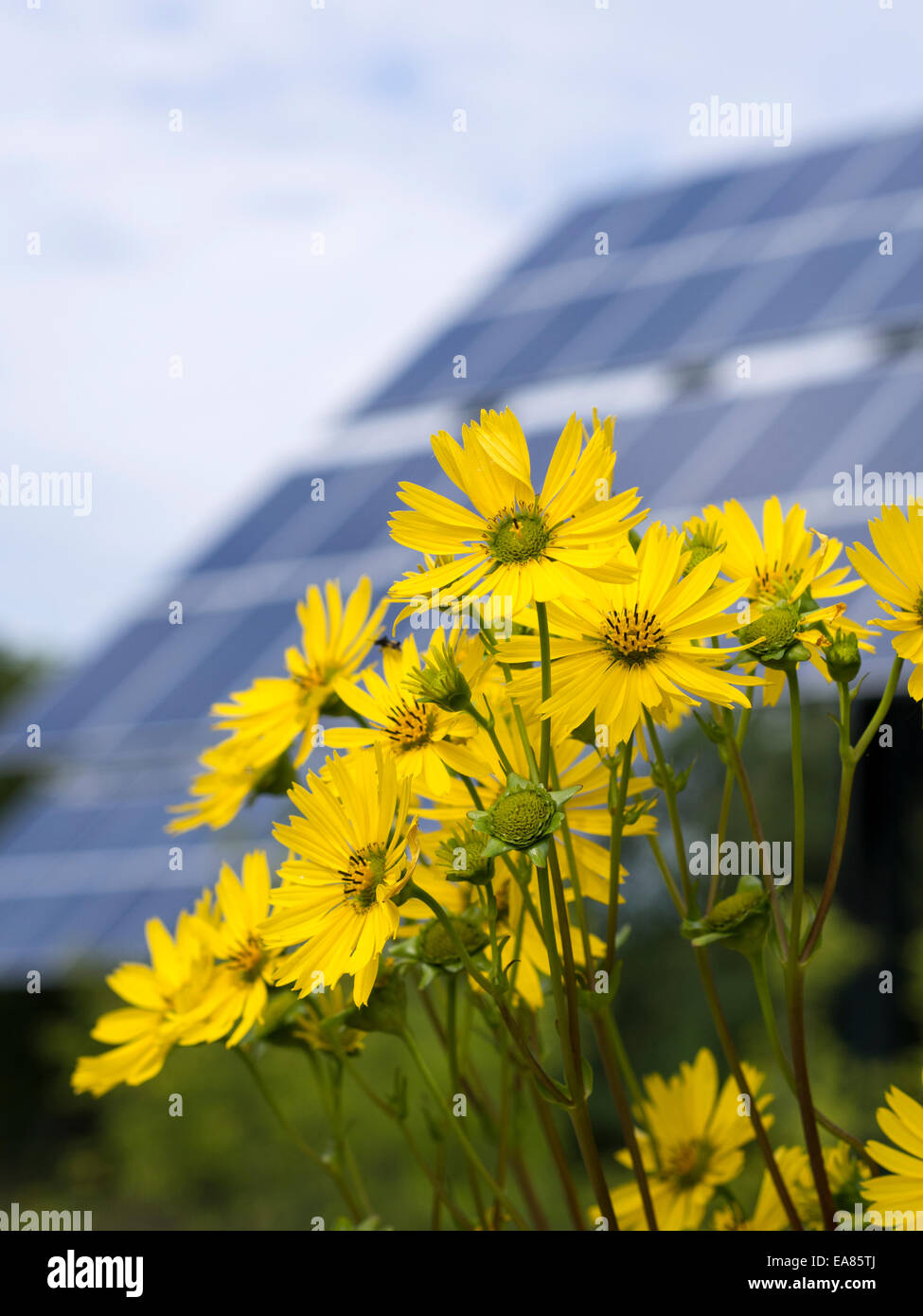 Gänseblümchen und Photovoltaik-Anlagen. Ein Cluster von Margeriten teilweise verstecken die riesige Sonnenkollektoren in diesem kleinen park Stockfoto