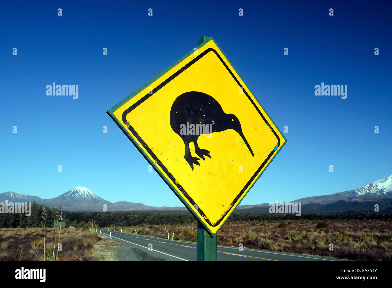 Kiwi-Schild und Mount Ngauruhoe Stockfoto
