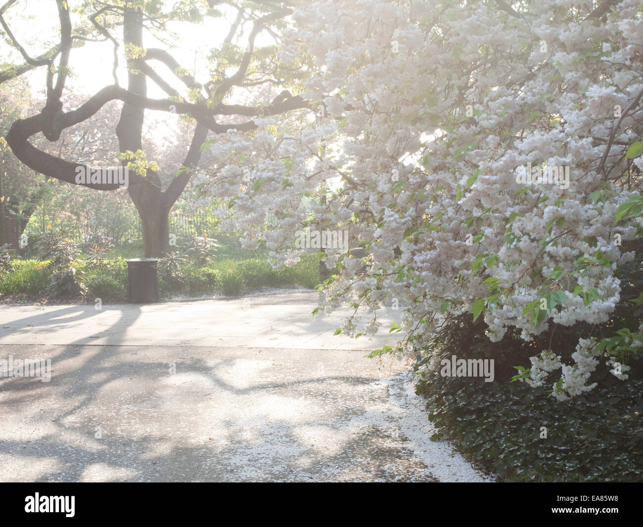 blühender Baum im Frühlingsgarten mit Sonnenlicht Stockfoto