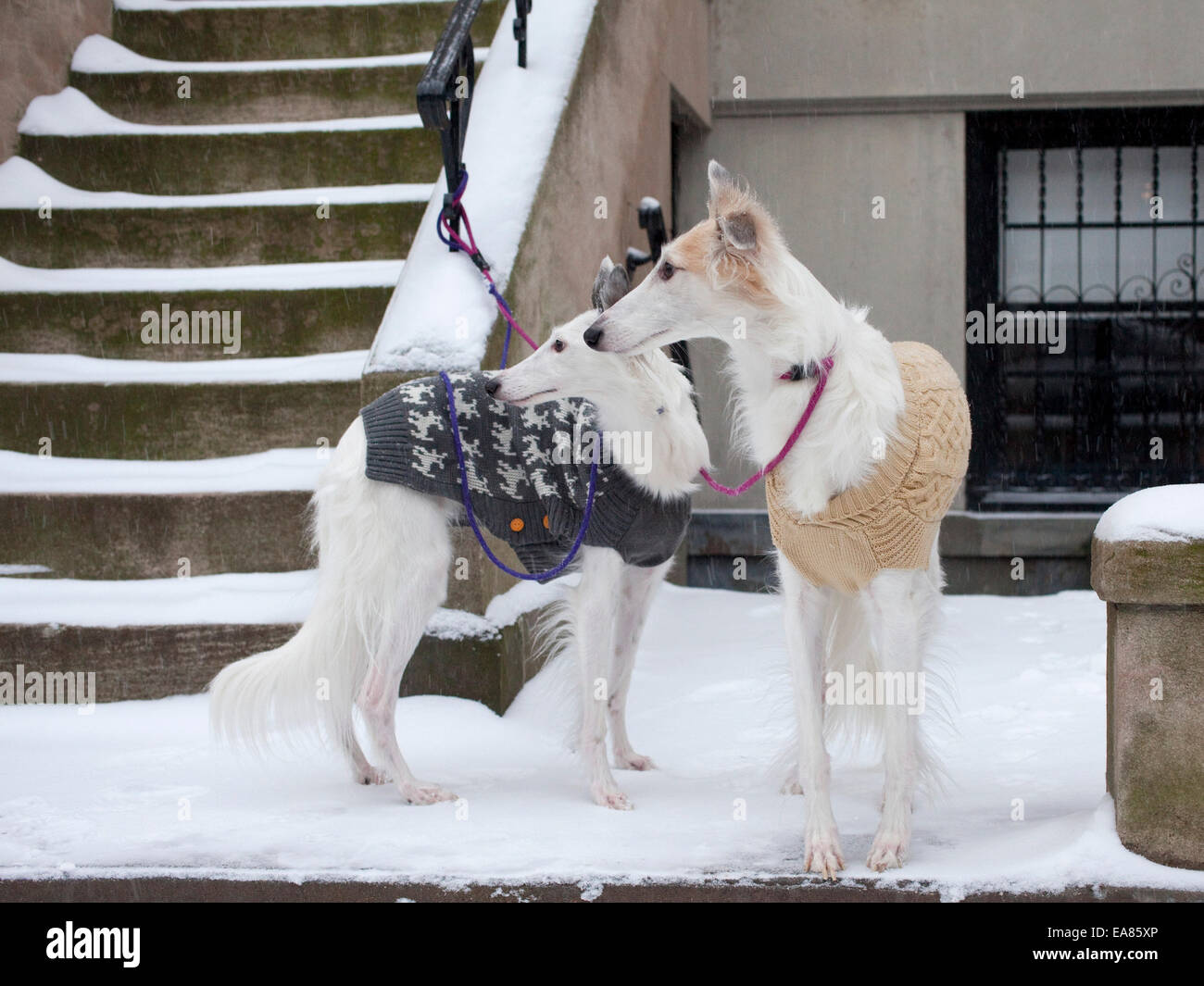 Hunde mit Leine und Pullover auf im Schnee Stockfoto