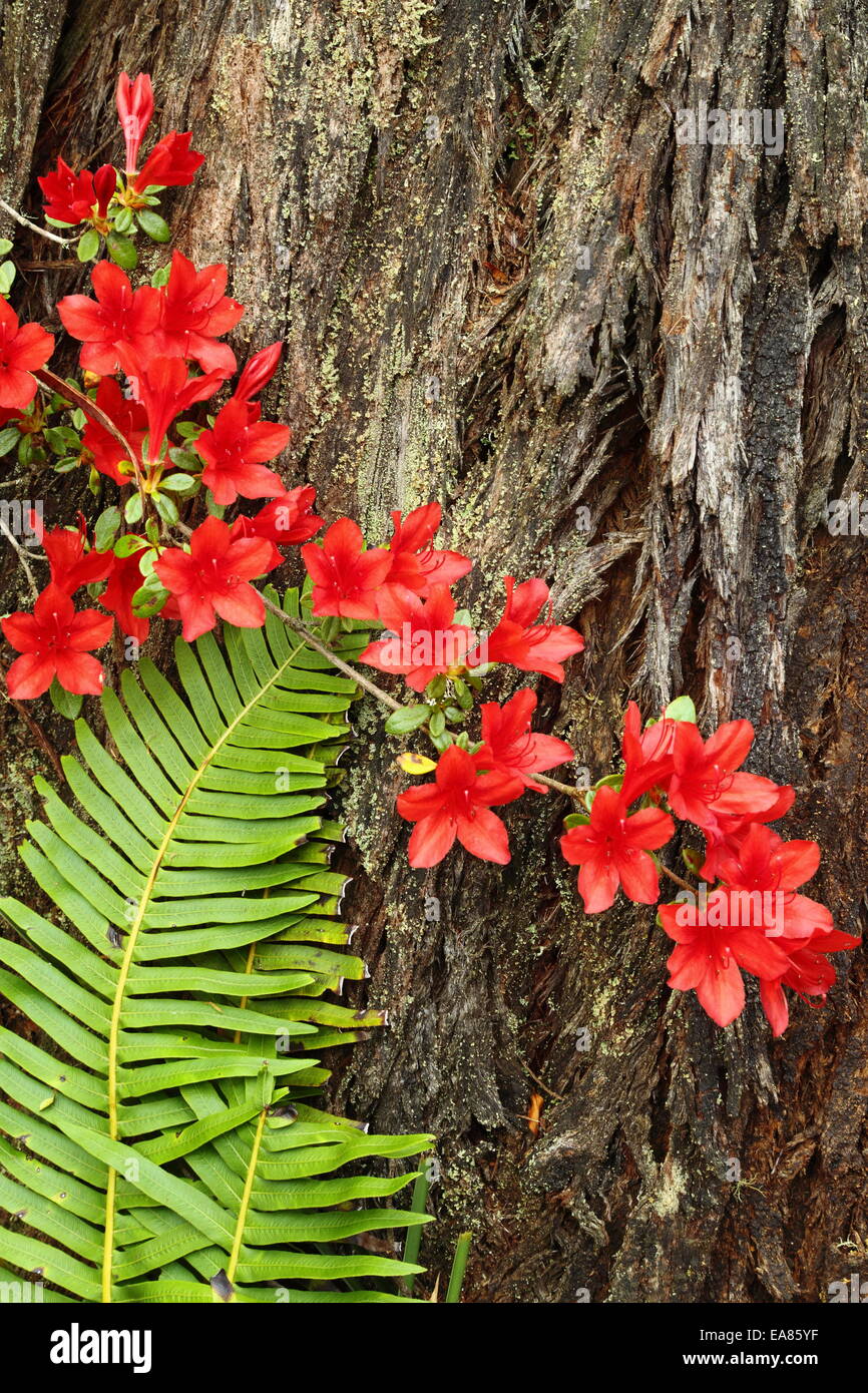 Eine Azalee und Farn Wedel gegen Baumstamm in die Campbell-Rhododendron-Gärten, Blackheath NSW, Australien Stockfoto