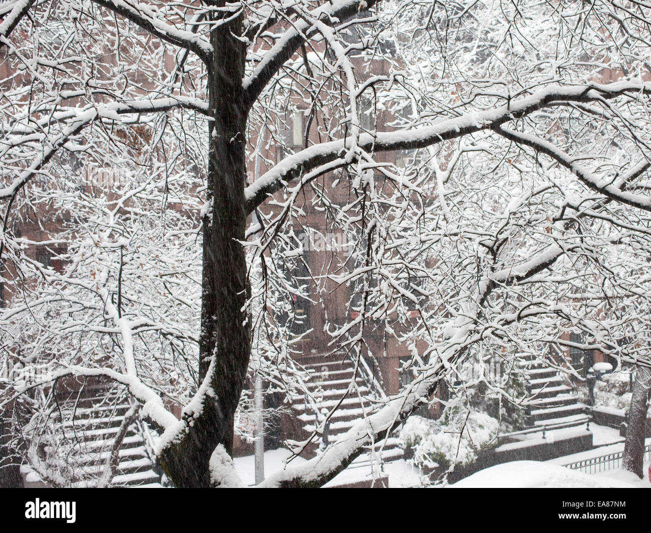 Schnee auf Bäume und Äste bei Sturm. Stockfoto