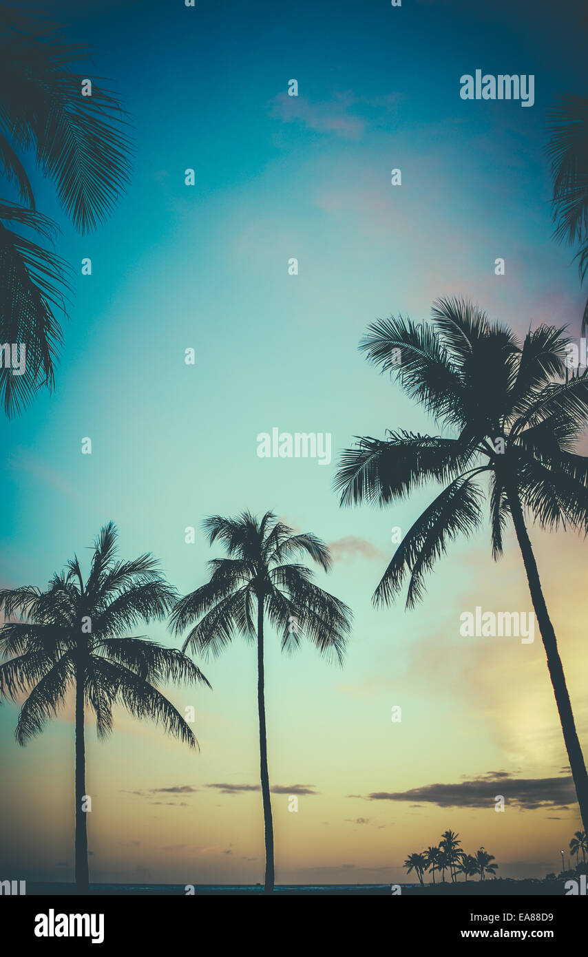 Retro-Stil Foto von Palmen auf Hawaii Stockfoto