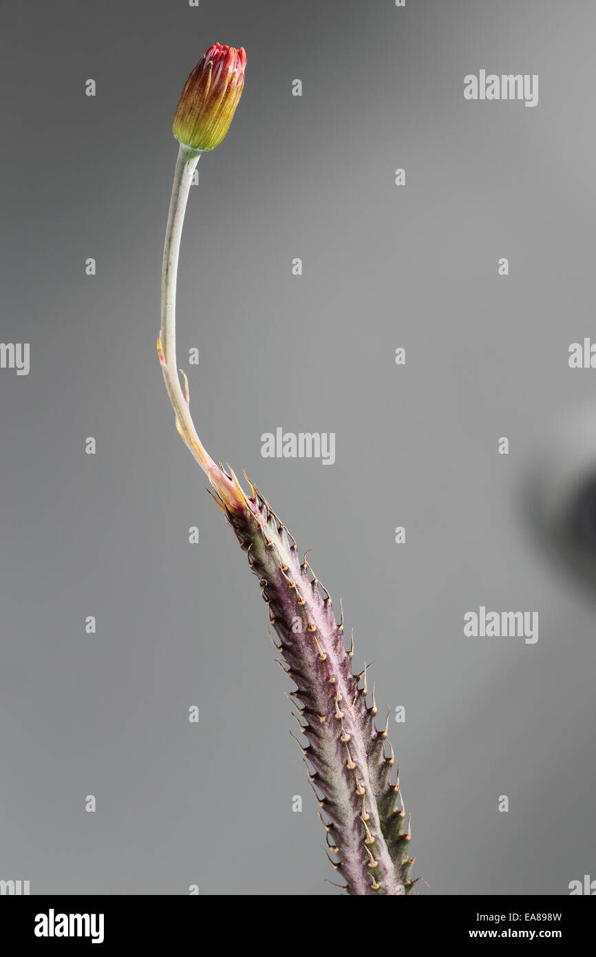 Blütenknospe des Senecio Stapeliiformis, eine südafrikanische sukkulenten Arten Stockfoto