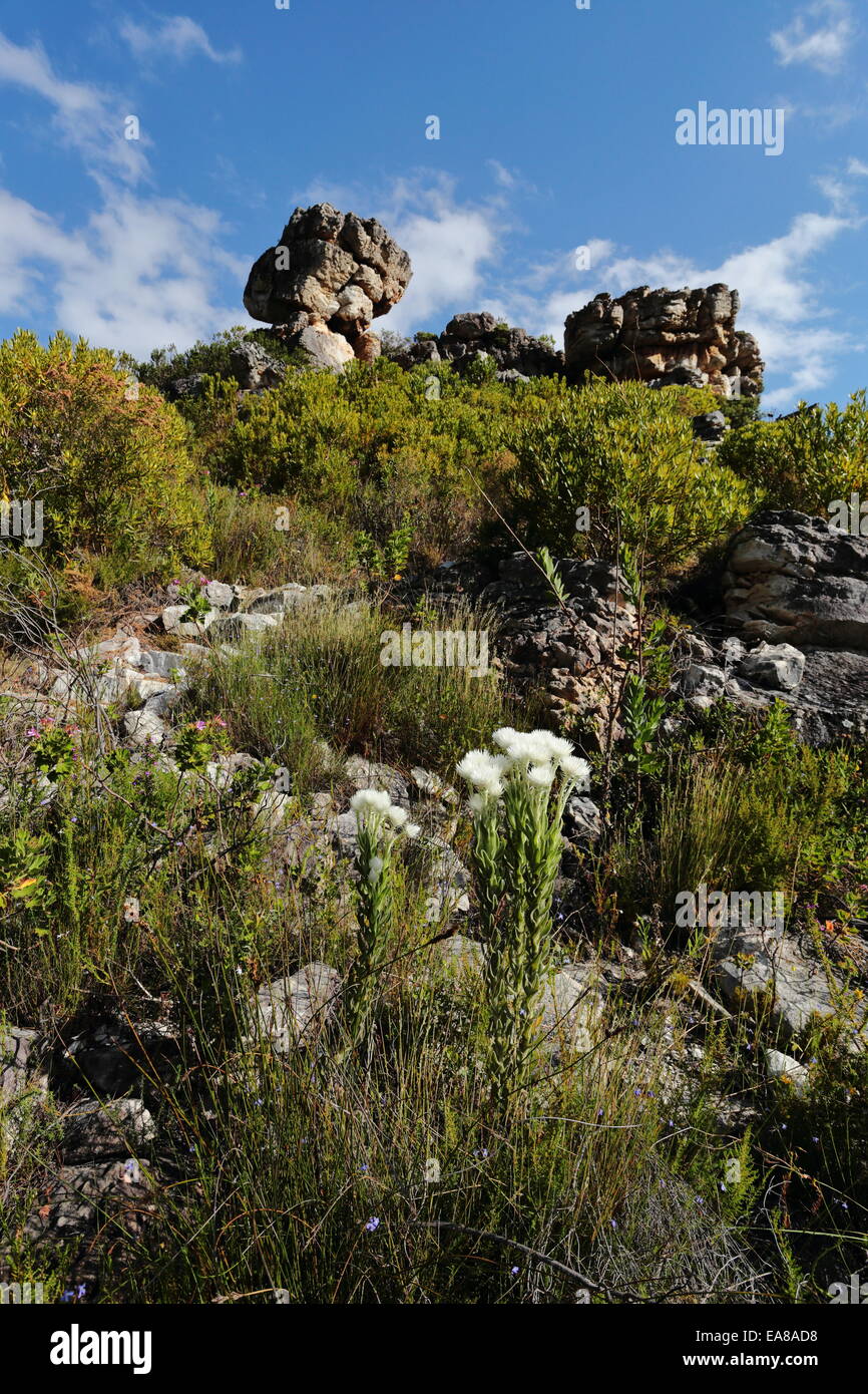 Frühling-Berg-Szene in den Kogelberg Bergen, Südafrika Stockfoto