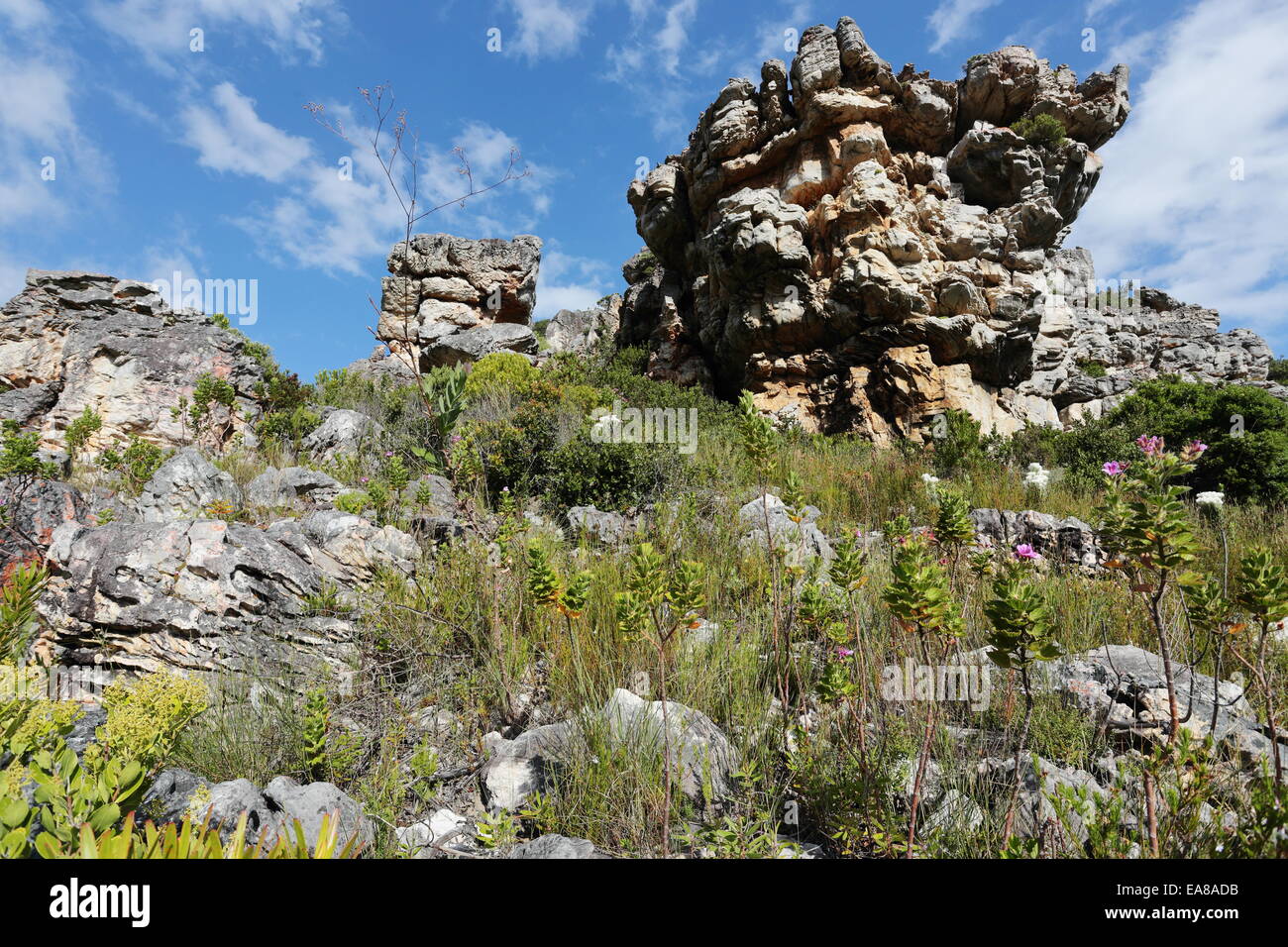 Frühling-Berg-Szene in den Kogelberg Bergen, Südafrika Stockfoto