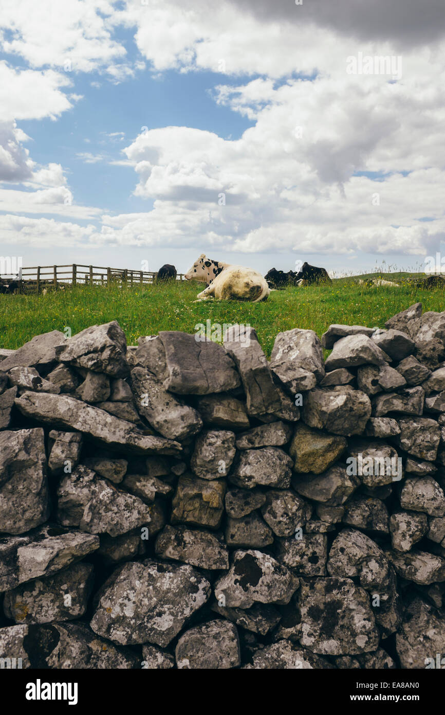 Eine Kuh in einem englischen Landschaft unter einem flauschigen weißen bewölkten Himmel hinlegen Stockfoto
