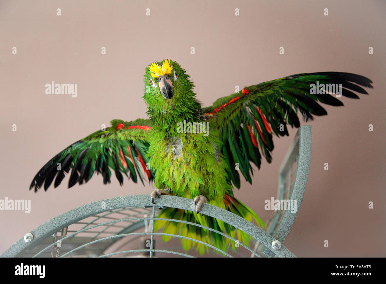Gelbe gekrönte Amazon Papagei mit seinen Flügeln öffnen mit einer Dusche,  so dass er nass ist Stockfotografie - Alamy