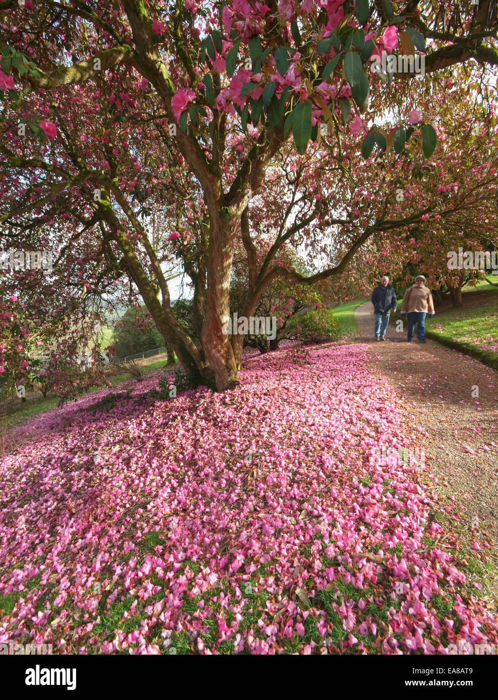 Rosa Rhododendron blht & Bltenbltter auf den Boden mit paar Weg in  Lanhydrock Grten Bodmin North Cornwall Sden Wes Stockfotografie - Alamy