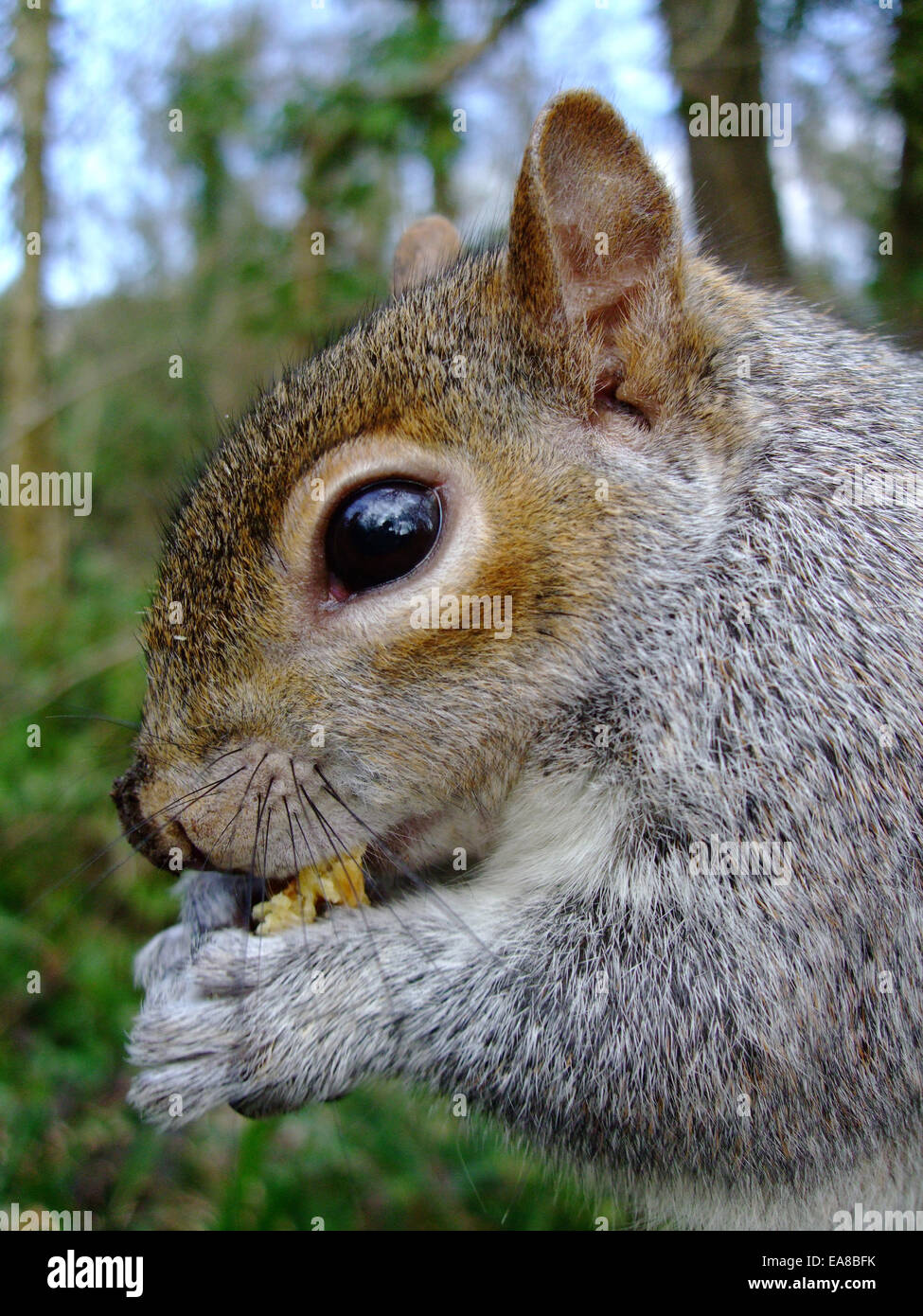 Extreme Nahaufnahme von grauen Eichhörnchen Sciurus Carolinensis Fütterung durch Weg am Zaun in Tehidy Country Park Portreath Camborne Kerrie Stockfoto