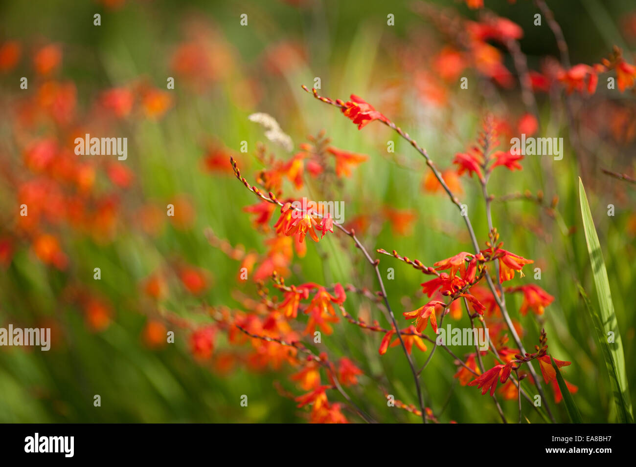 Crocosmia Montbretia Luzifer Blumen mit geringen Schärfentiefe.  Orange Blumen im Garten. Mitglied der Iris-Familie. Stockfoto