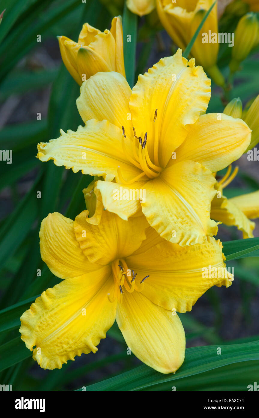 HEMEROCALLIS "NEUWERTIG" Stockfoto
