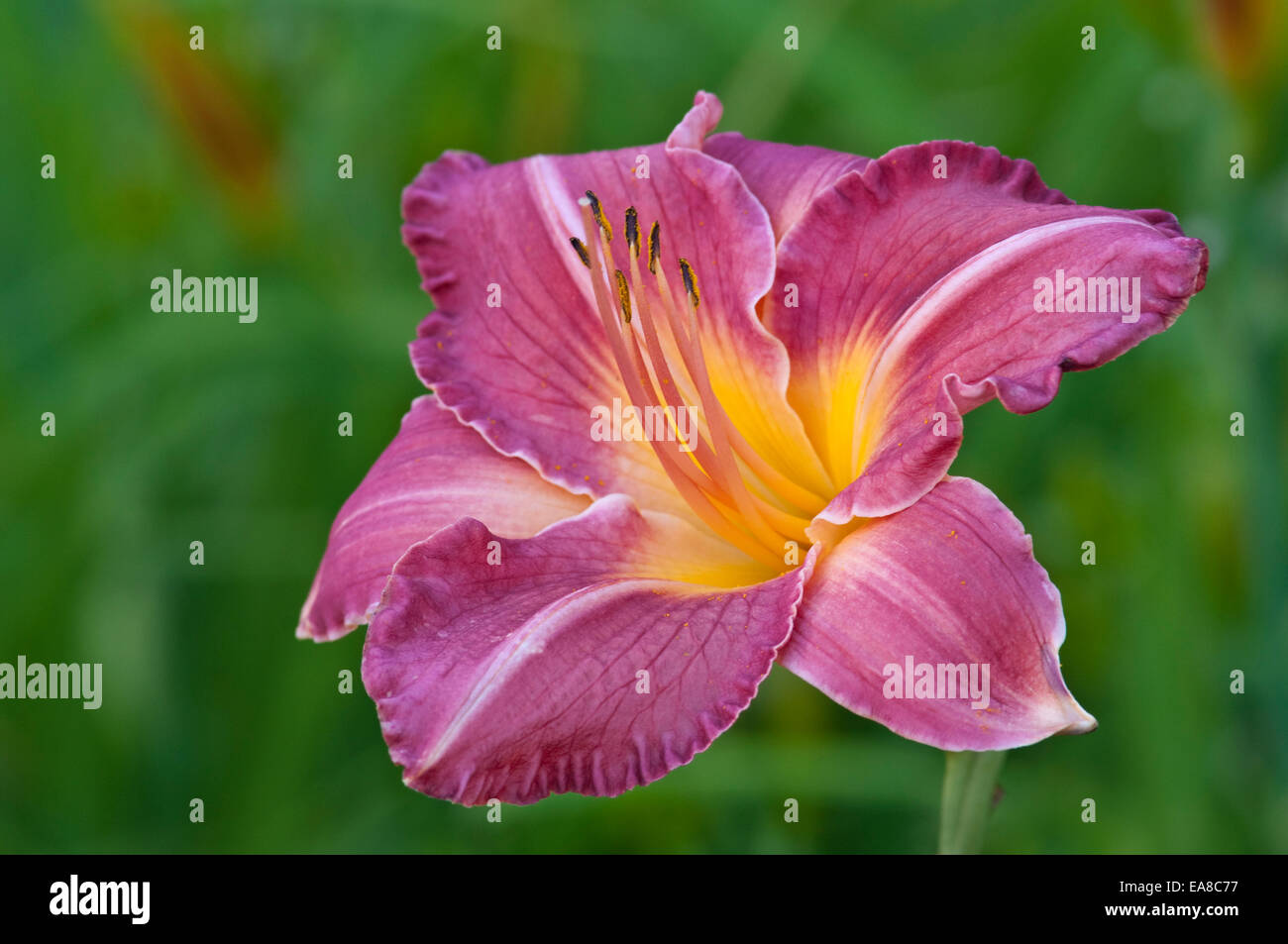 HEMEROCALLIS "PALACE STATION" Lilie Blume rot rosa Stockfoto