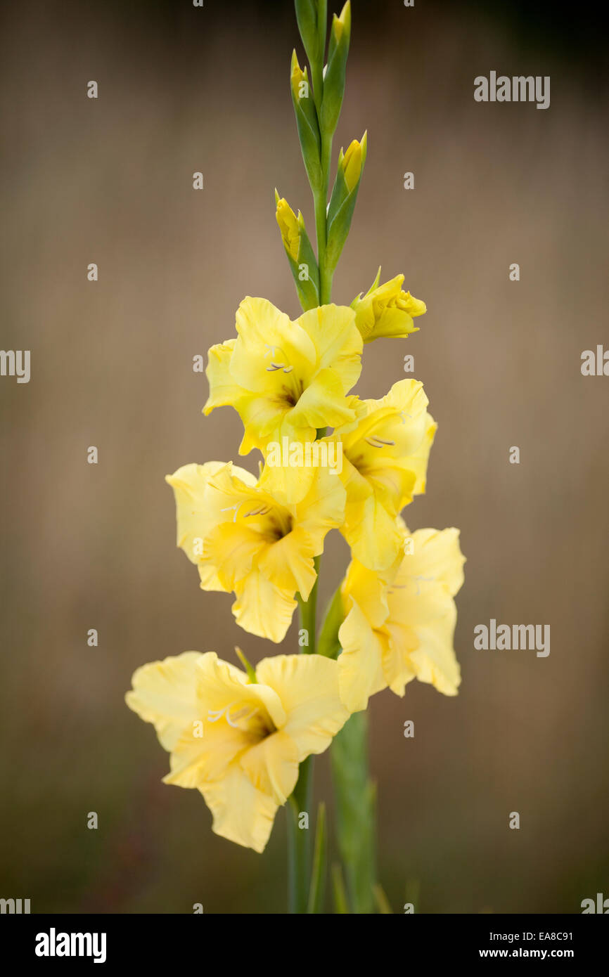 Große gelbe Blume Gladiolen gedeckten Hintergrund genommen in Hochformat, wächst es in einem Garten in England, Großbritannien, Stockfoto