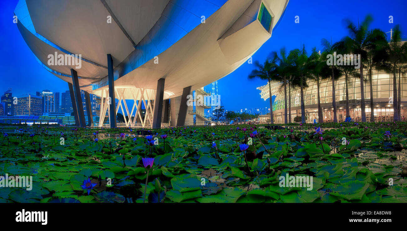 Seerosenteich Stockfoto